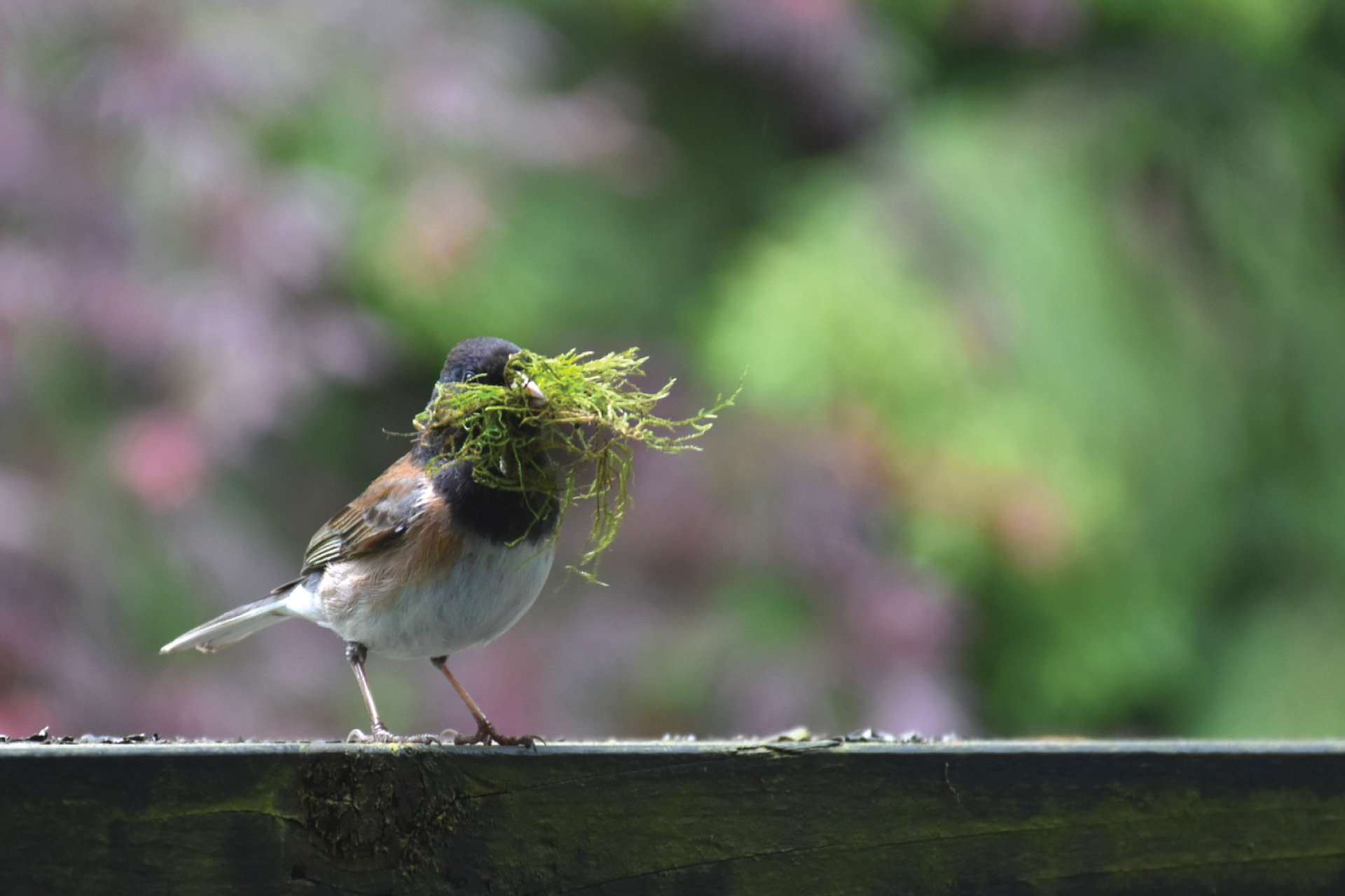 bird with some moss