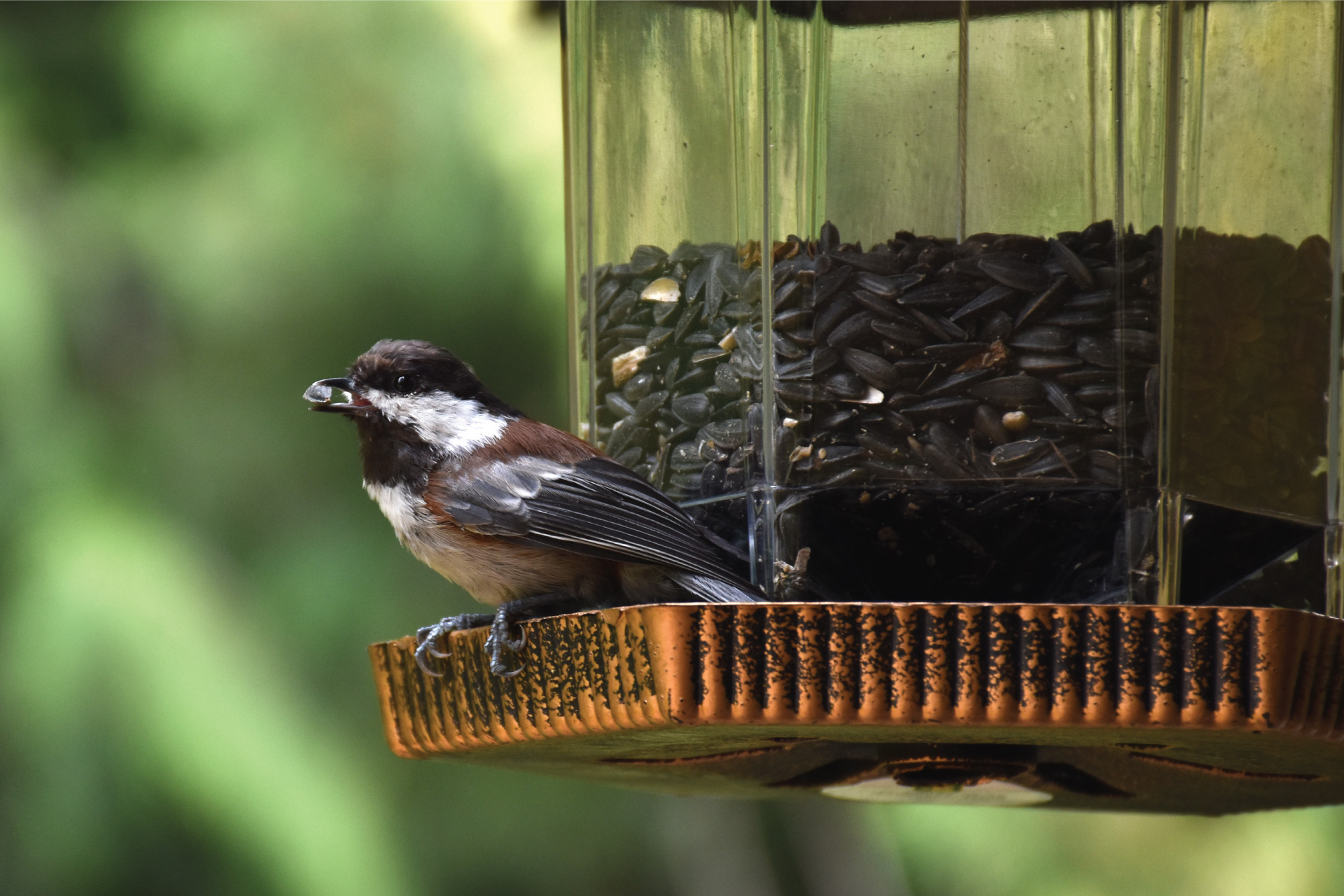 chickadee in birdfeeder