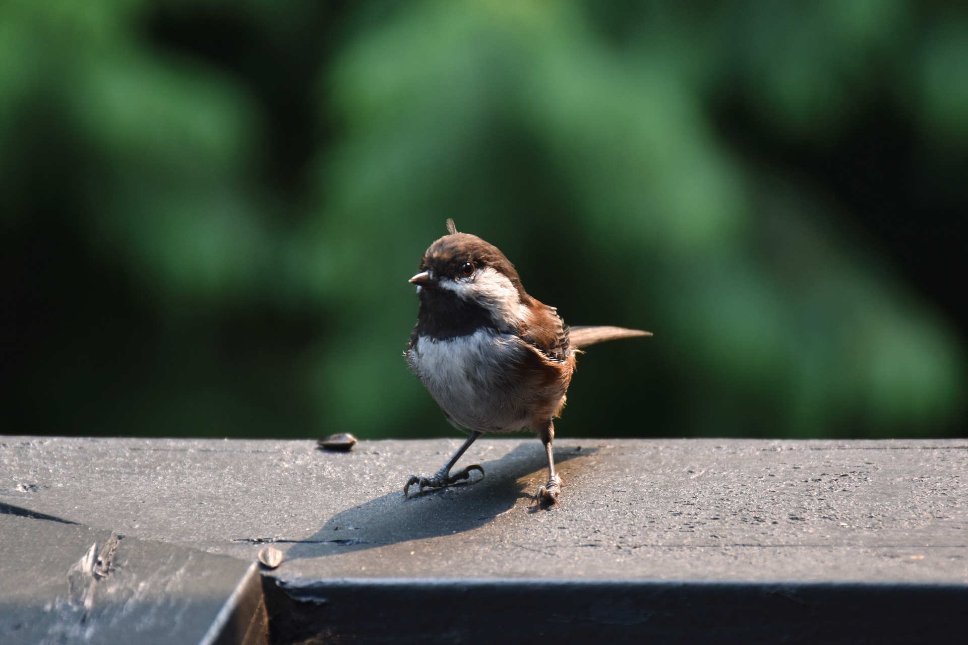 chickadee with feather sticking out