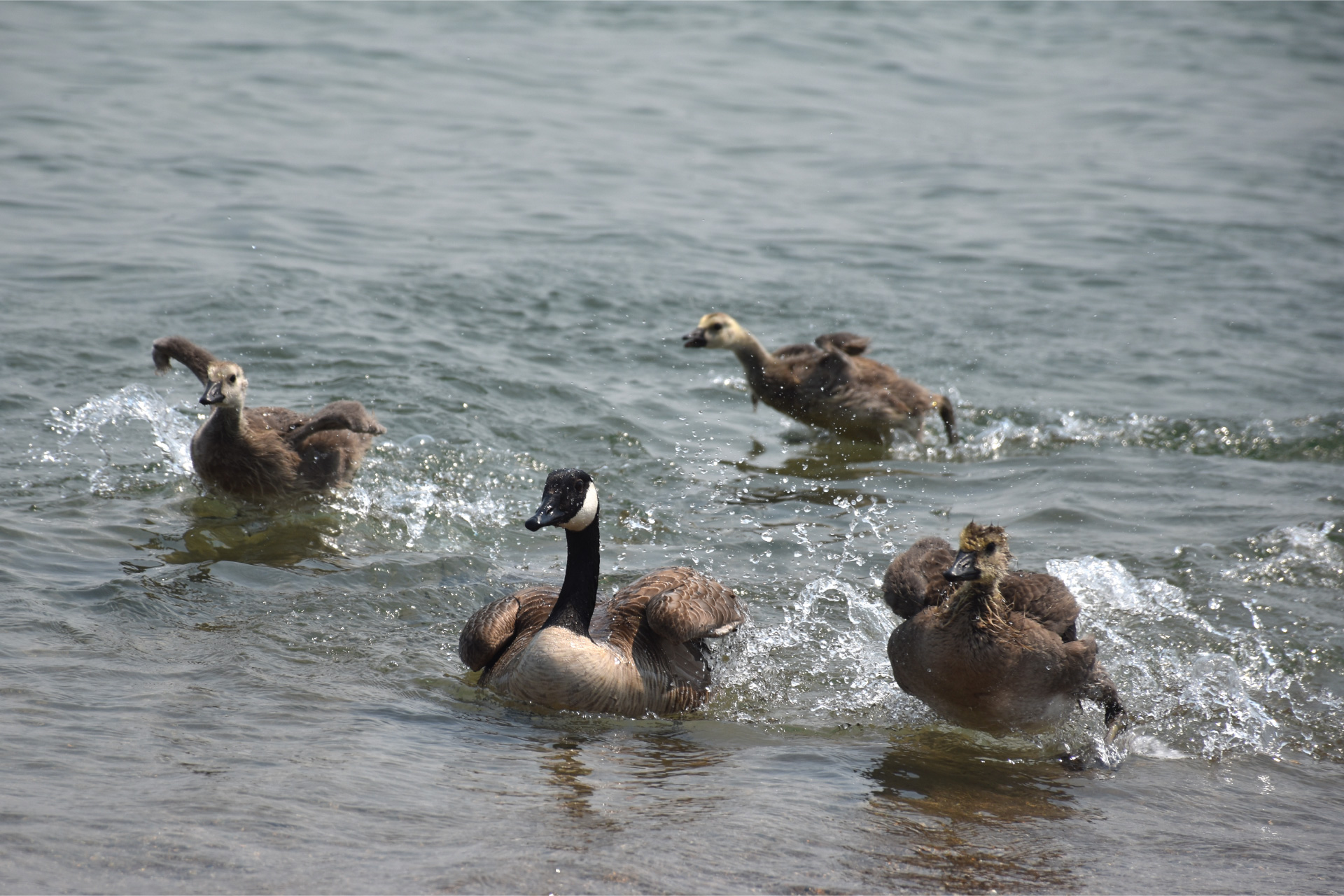 geese swimming in water