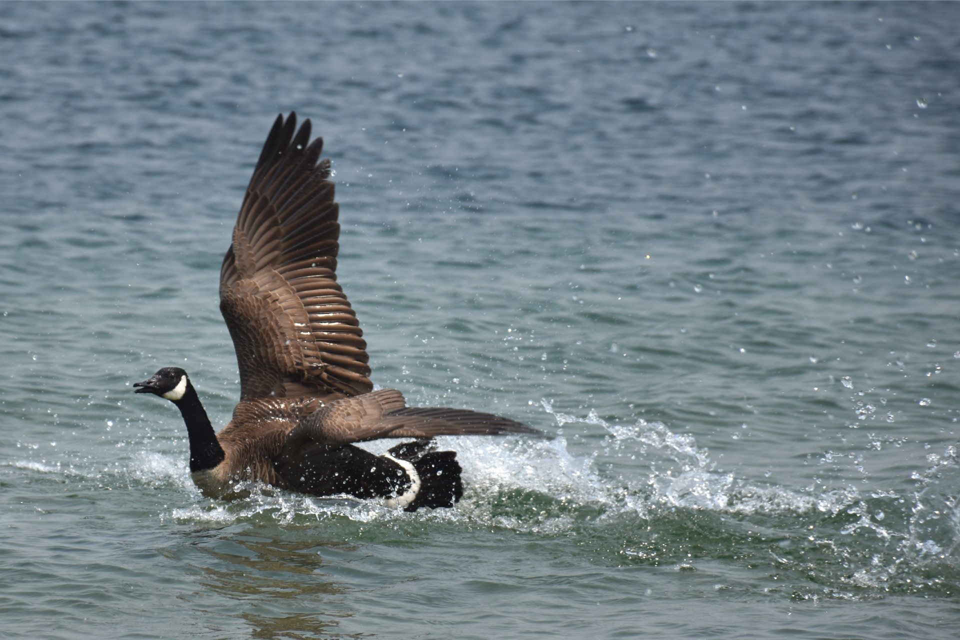 goose swimming in water