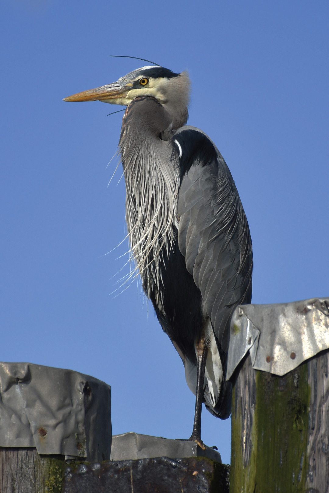 heron standing on dock