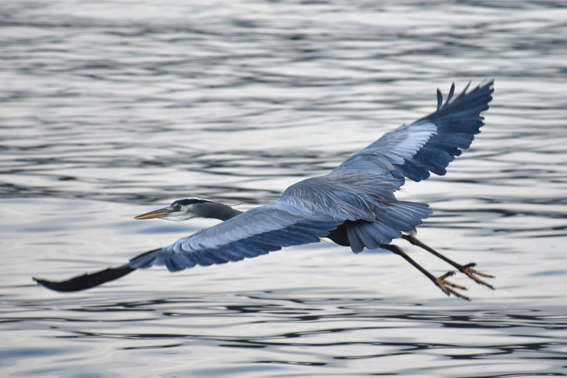 flying heron