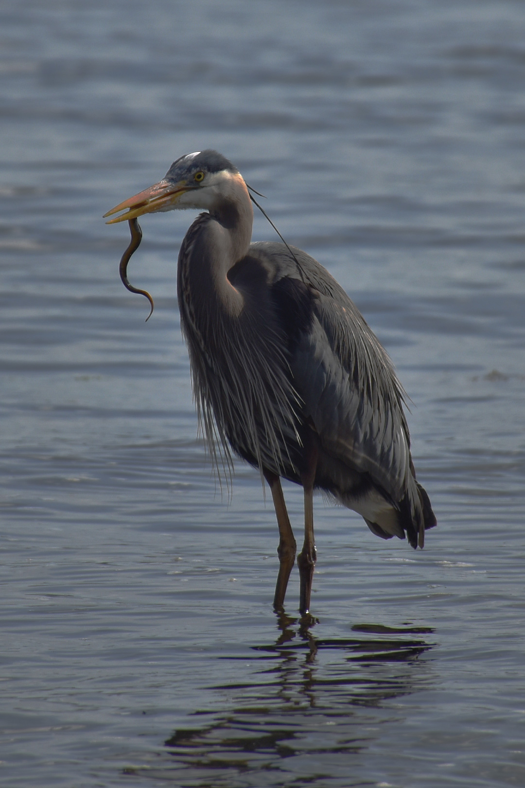 heron eating an eel