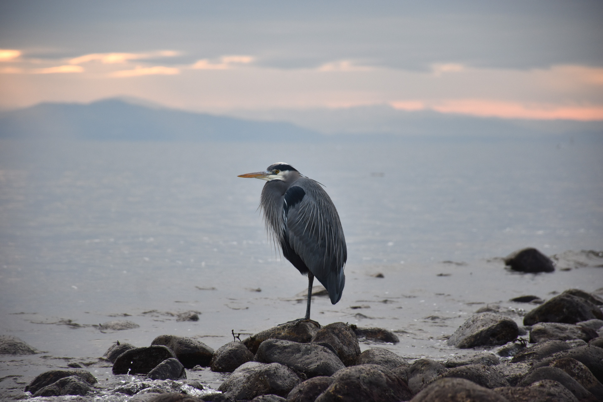 heron standing in sunset