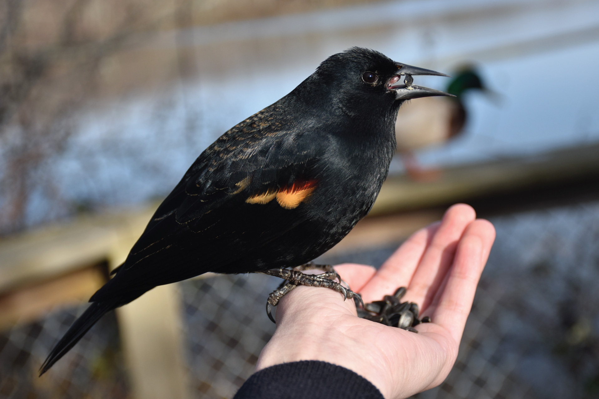 red wing blackbird eating seeds out of a hand