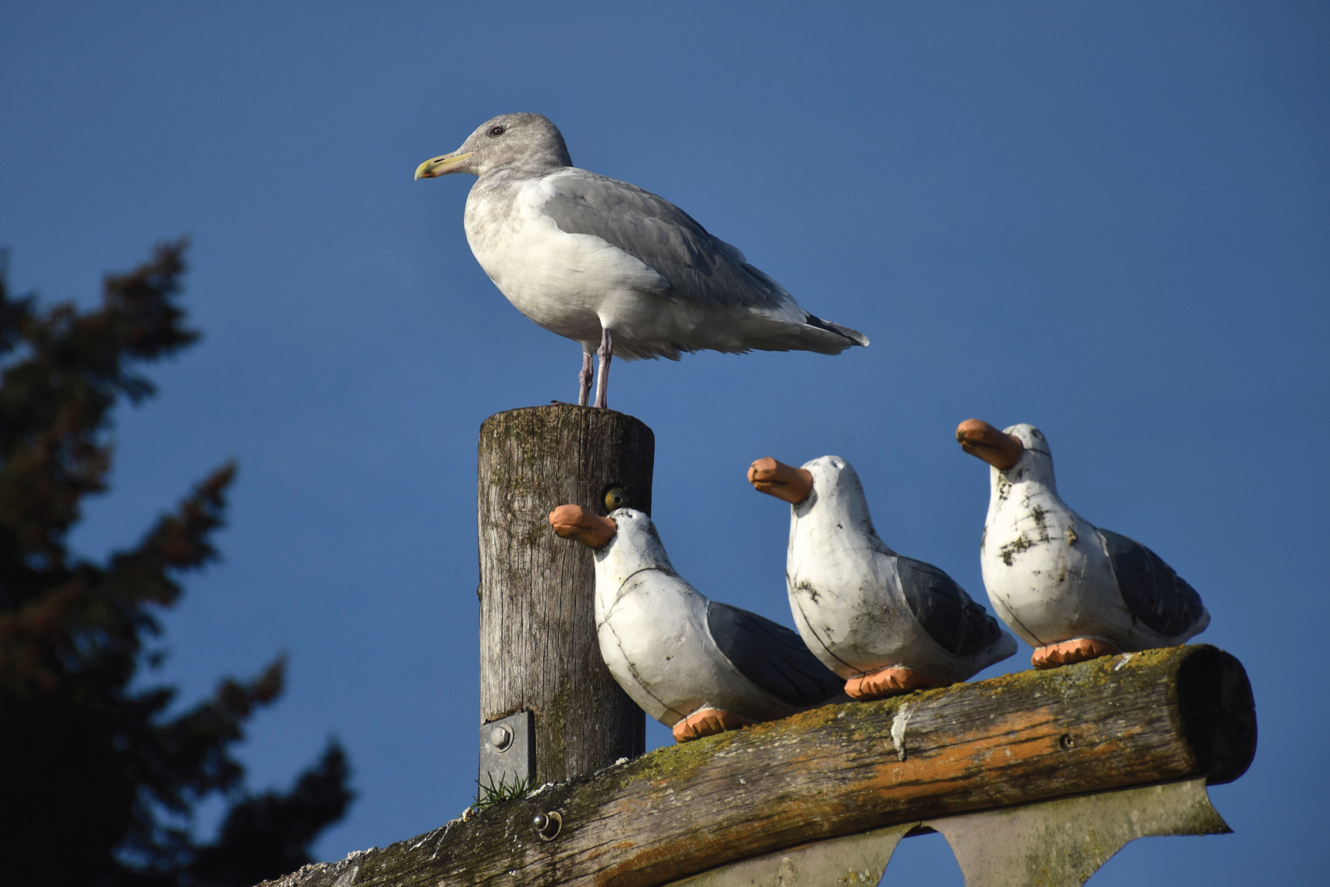 seagull standing with 3 wooden seagulls