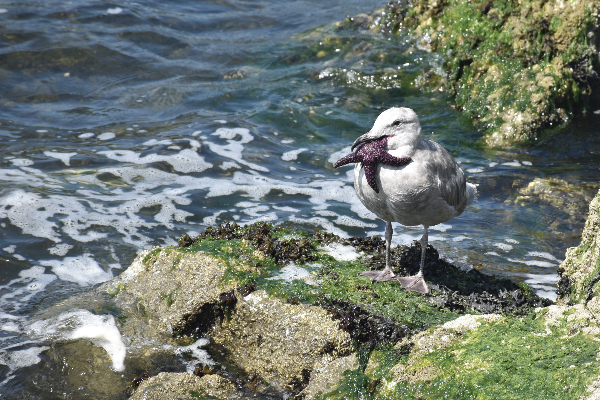 seagull eating a purple starfish