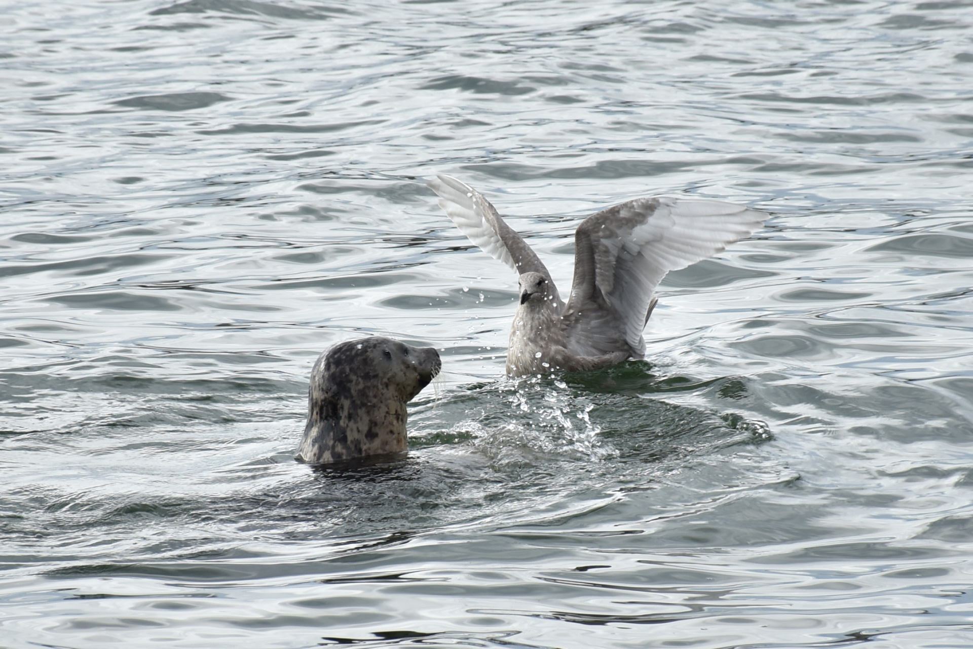 seal surprises a seagull