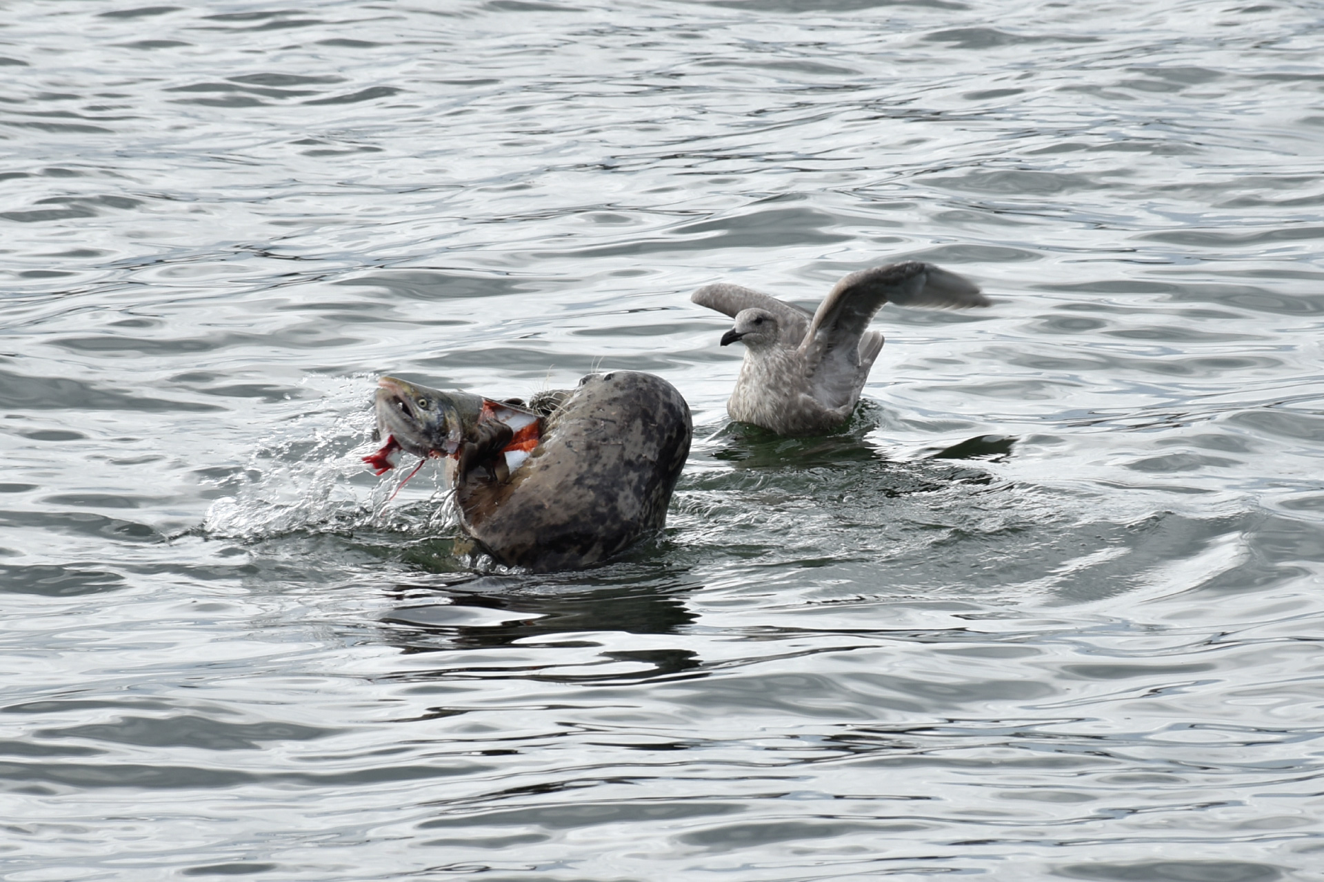 seal eats a fish while seagull watches